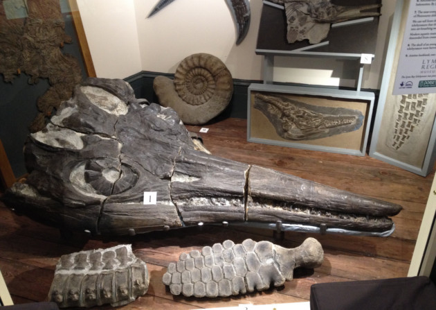 Treasures of the Lyme Regis Museum include the ichthyosaur skull found by Mary Anning and her brother Joseph in 1811