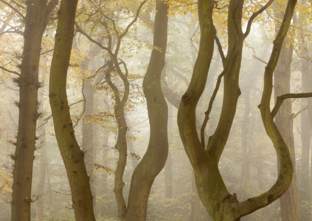 Autumnal colour and mist, Beacon Hill Country Park, Leicestershire. Photo: ROSS HODDINOTT