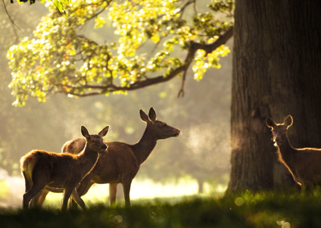 Red deer at Fountains Abbey, North Yorkshire. ©NTPL/Paul Harris