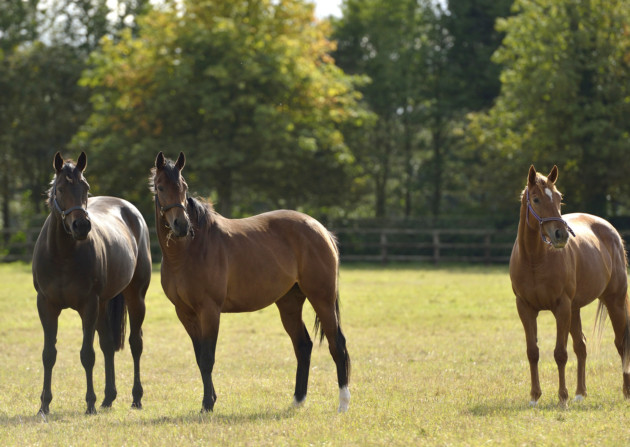 The National Stud mares. Photo: Aston Martin Pictures