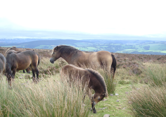 Exmoor ponies. Exmoor Pony Society