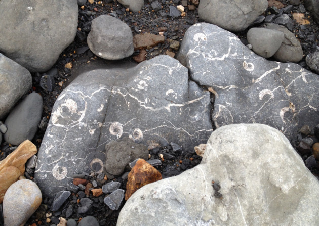 Fossils lurk within the stones on the beach...go on a fossil hunt with a local expert