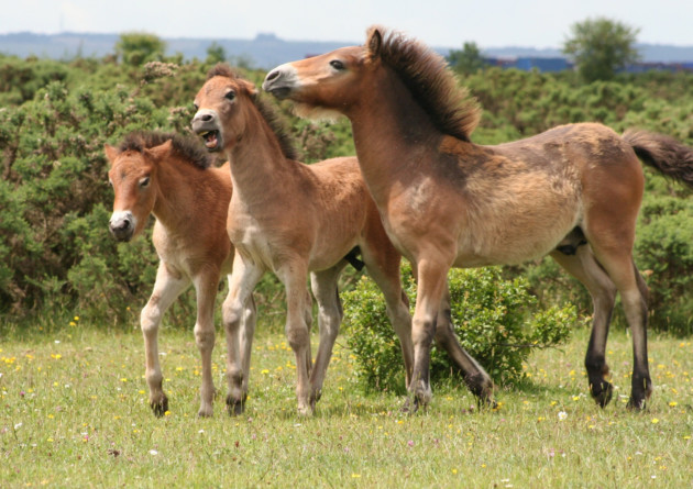 Foals on Greenham. Exmoor Pony Society/Phil Cottrell/Veronica Lilley