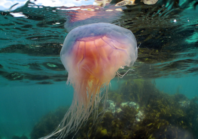 Blue jellyfish have been spotted in the seas off South West England and Wales, NE England and Scotland