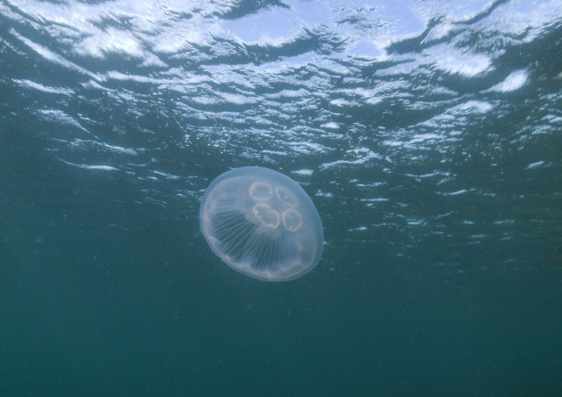 Moon jellyfish are seen all around the UK's seas between May and September