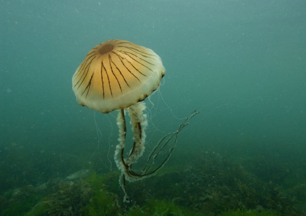 Compass jellyfish are frequent visitors to our southern coastline, from June to October