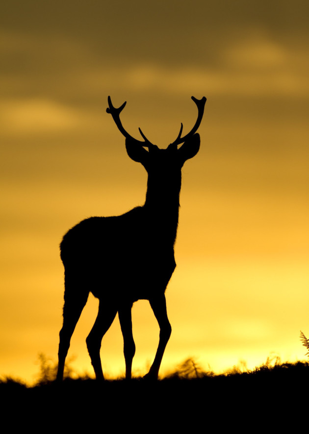 Red deer stag on a ridge at dusk, Bradgate Park, Leicestershire. Photo: Danny Green