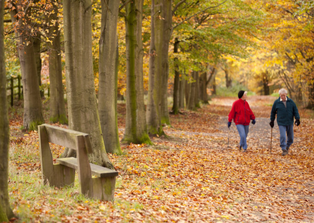 A walk along an avenue of beech trees among fallen leaves, Beacon Hill Country Park, Leicestershire. Photo: ROSS HODDINOTT