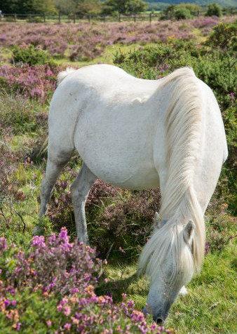 Dartmoor ponies are iconic symbols of the landscape. Photo: Getty Images/iStockphoto