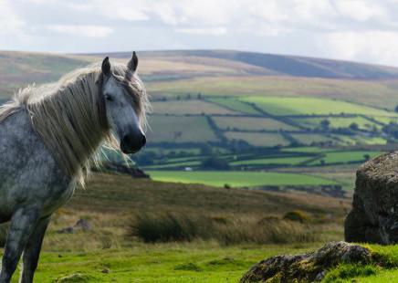 Horse riding, cycling, walking, camping, wildlife spotting... Dartmoor has much to offer those who love the outdoors. Getty Images/iStockphoto