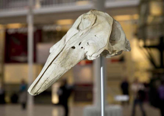 Beluga whale skull, part of the Science and Technology collections