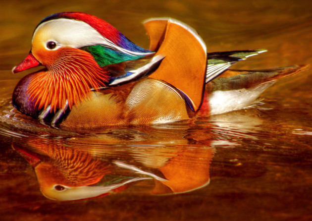 Mandarin duck. WWT Llanelli