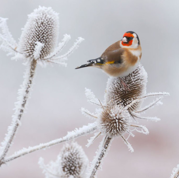Goldfinch feeding on a frozen teasel. ©Lorne Gill