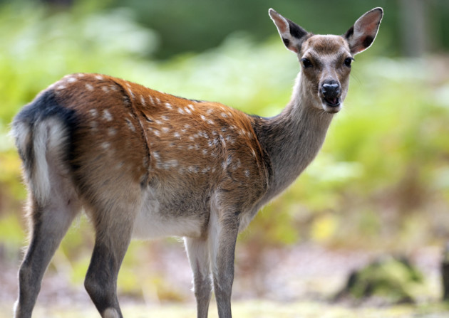 Deer on Brownsea Island, Dorset. ©NTPL/John Millar