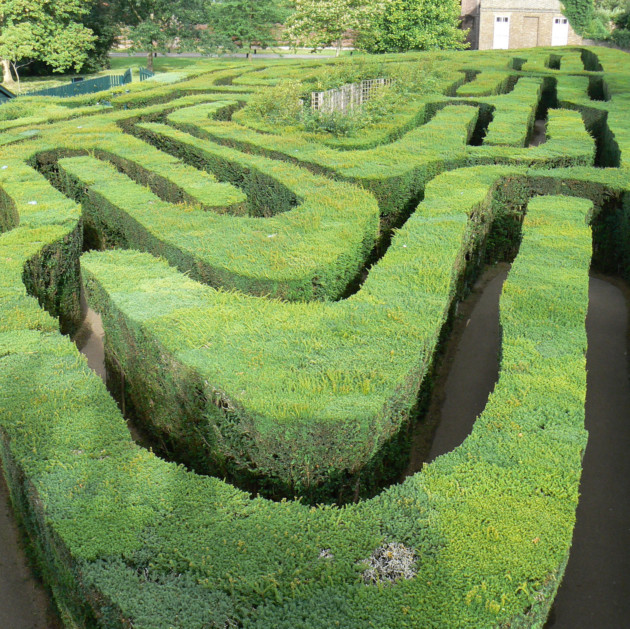 Hampton Court Palace maze covers a third of an acre. © Historic Royal Palaces