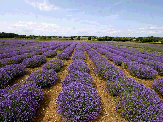 Norfolk lavender. Credit: Doug Kennedy 