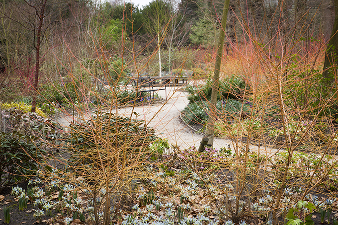 The Winter Garden at Dunham Massey, Cheshire. Planting includes Cornus sanguinea ("Midwinter Fire"). Credit: National Trust Images/ Jonathan Buckley