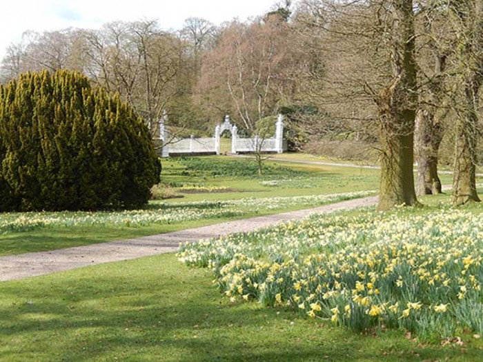 Cholmondeley Castle, daffodils, gardens
