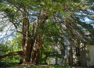 The Tandridge yew tree in Surrey. Credit: Diana Patient