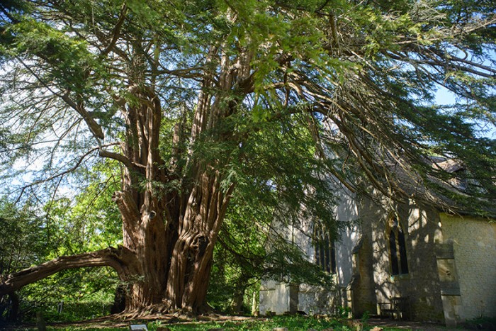 The Tandridge yew tree in Surrey. Credit: Diana Patient
