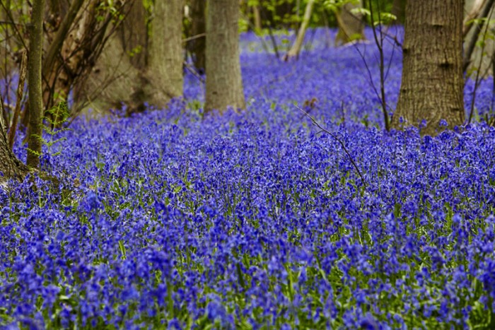 Bluebells at Blakes Wood, Essex, in spring.