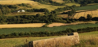 Hedgerow in Dorset