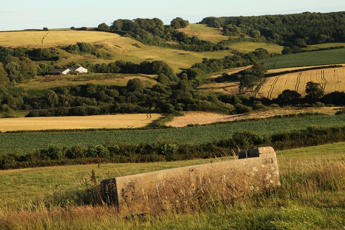 Hedgerow in Dorset