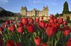 Red spring tulips in bloom in the gardens of Blenheim Palace, Oxfordshire, England. Credit: Visit Britain/Blenheim Palace